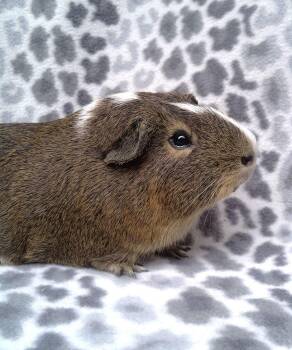 Rescue Short Haired Guinea Pigs for Adoption in Goleta, California - Nugget | PetCurious